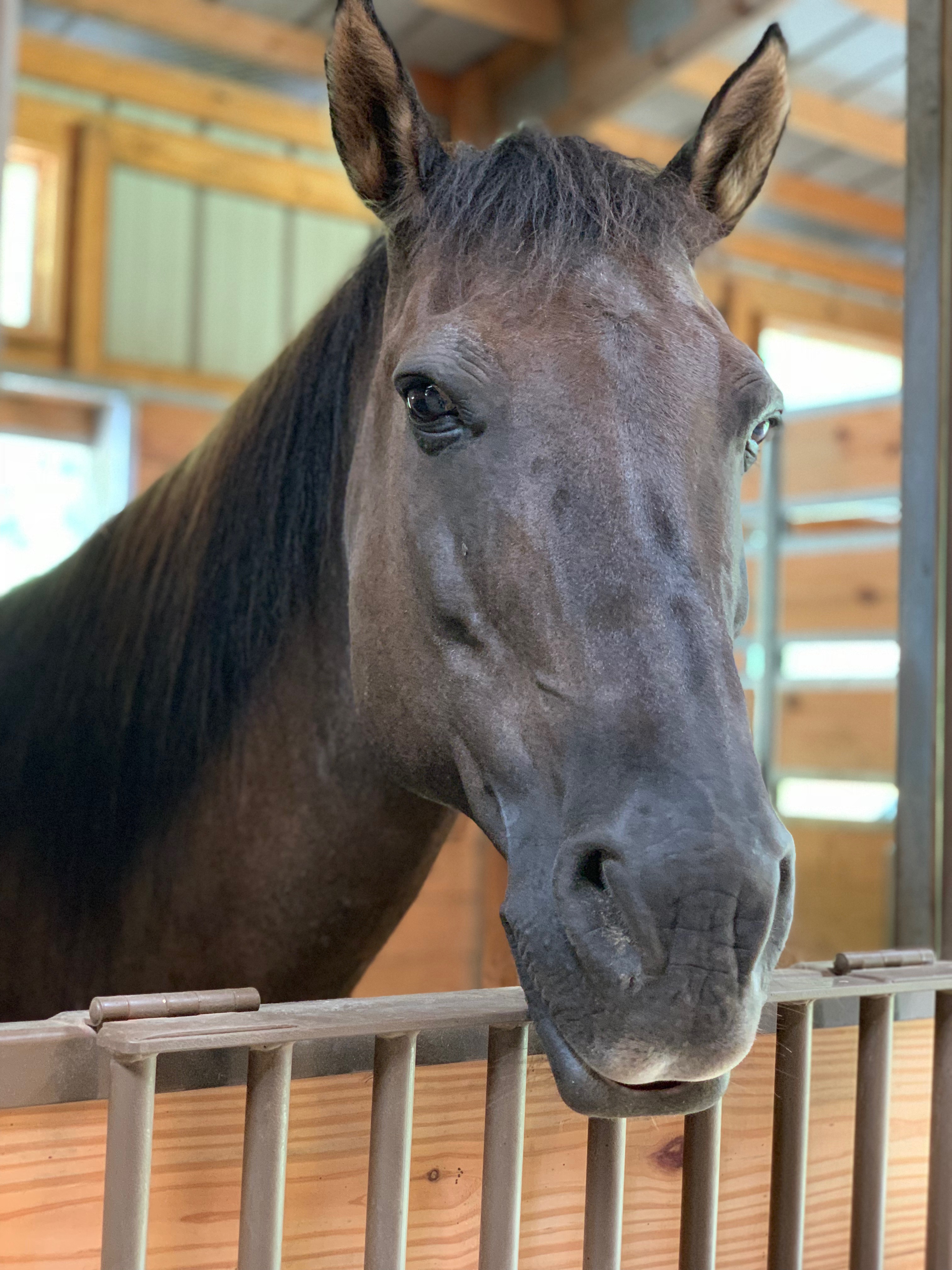 Horses On Eagles Wings Therapeutic Horsemanship